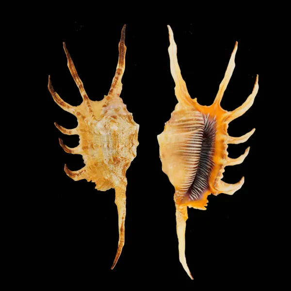 Lambis Scorpius Indomaris