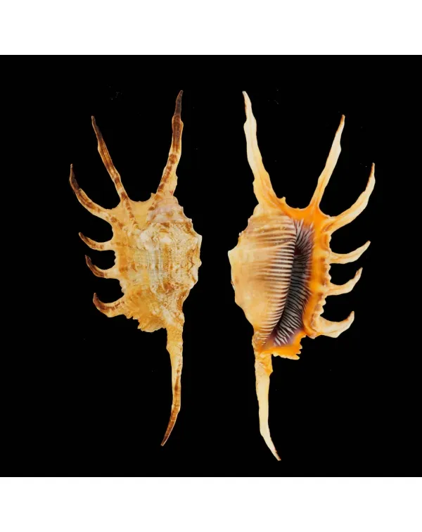 Lambis Scorpius Indomaris