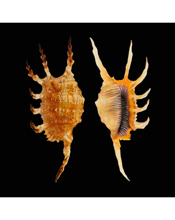 Lambis Scorpius Indomaris