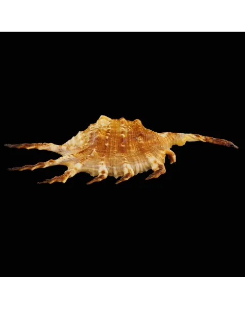 Lambis Scorpius Indomaris