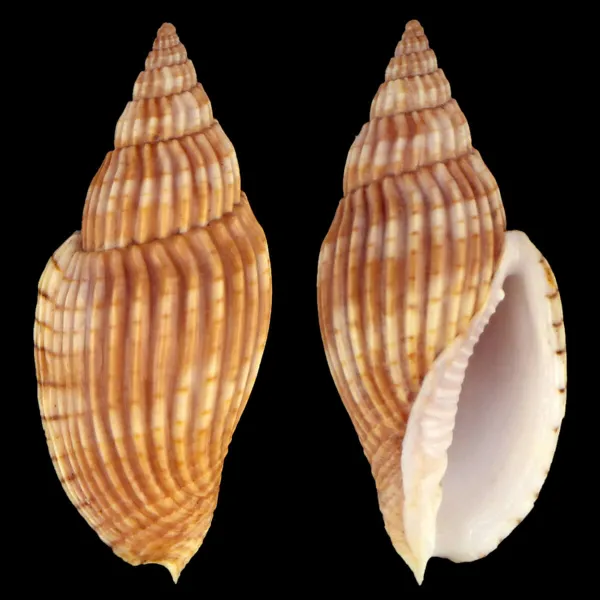 Lyria Delessertiana