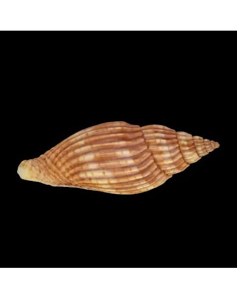 Lyria Delessertiana