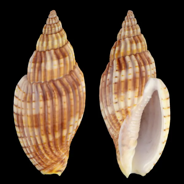 Lyria Delessertiana