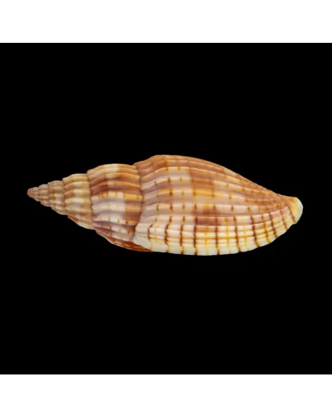 Lyria Delessertiana