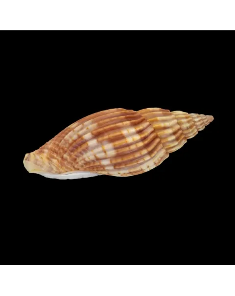 Lyria Delessertiana