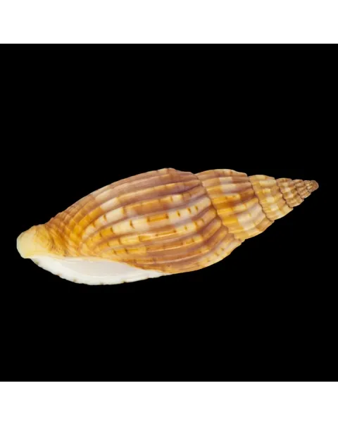 Lyria Delessertiana