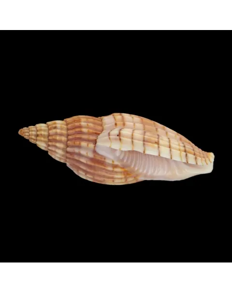 Lyria Delessertiana