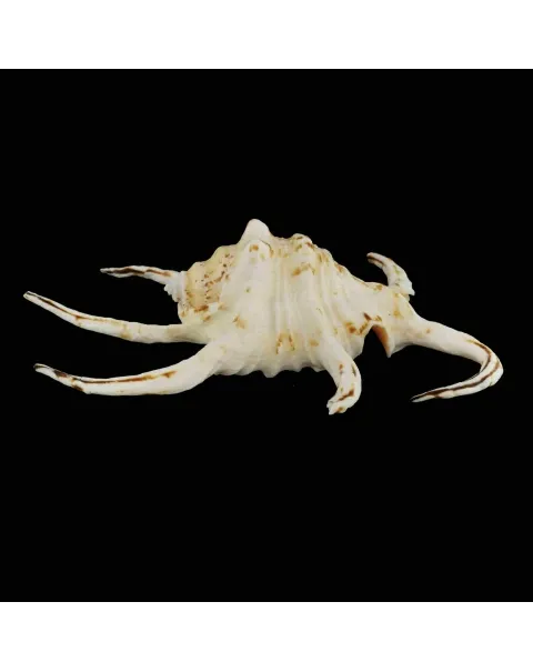 Harpago Chiragra