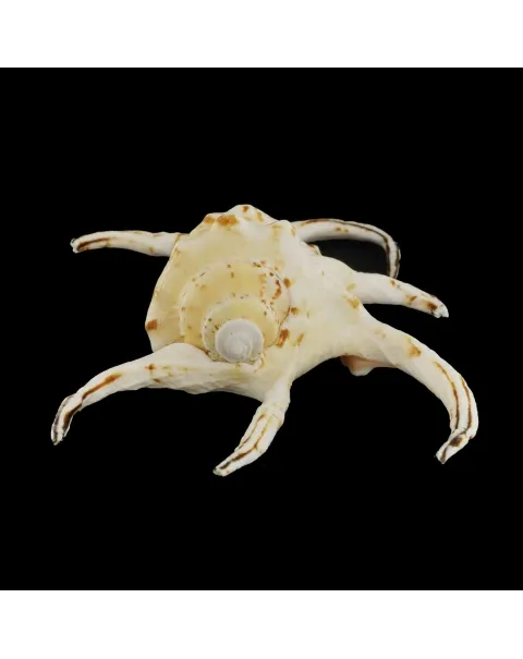 Harpago Chiragra