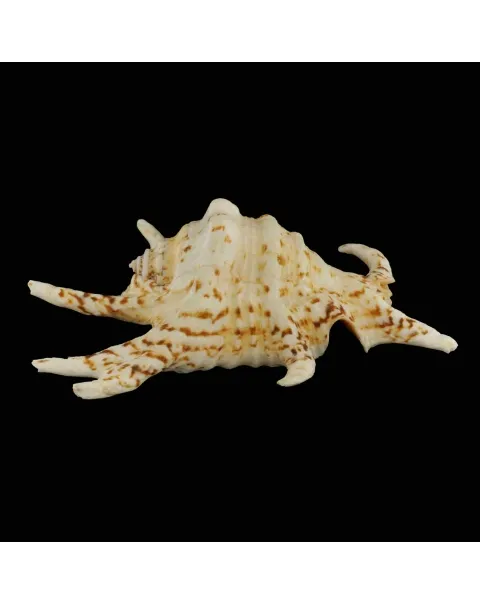 Harpago Chiragra
