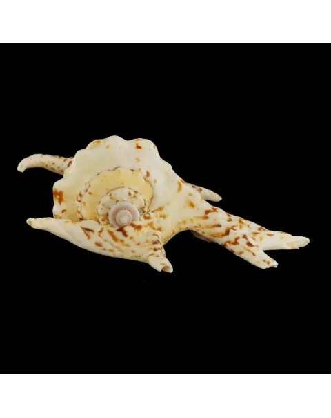 Harpago Chiragra