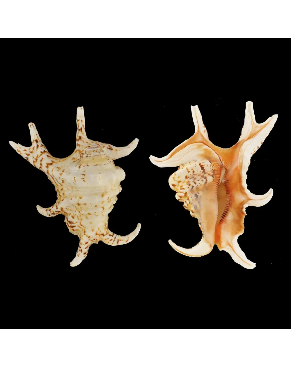 Harpago Chiragra