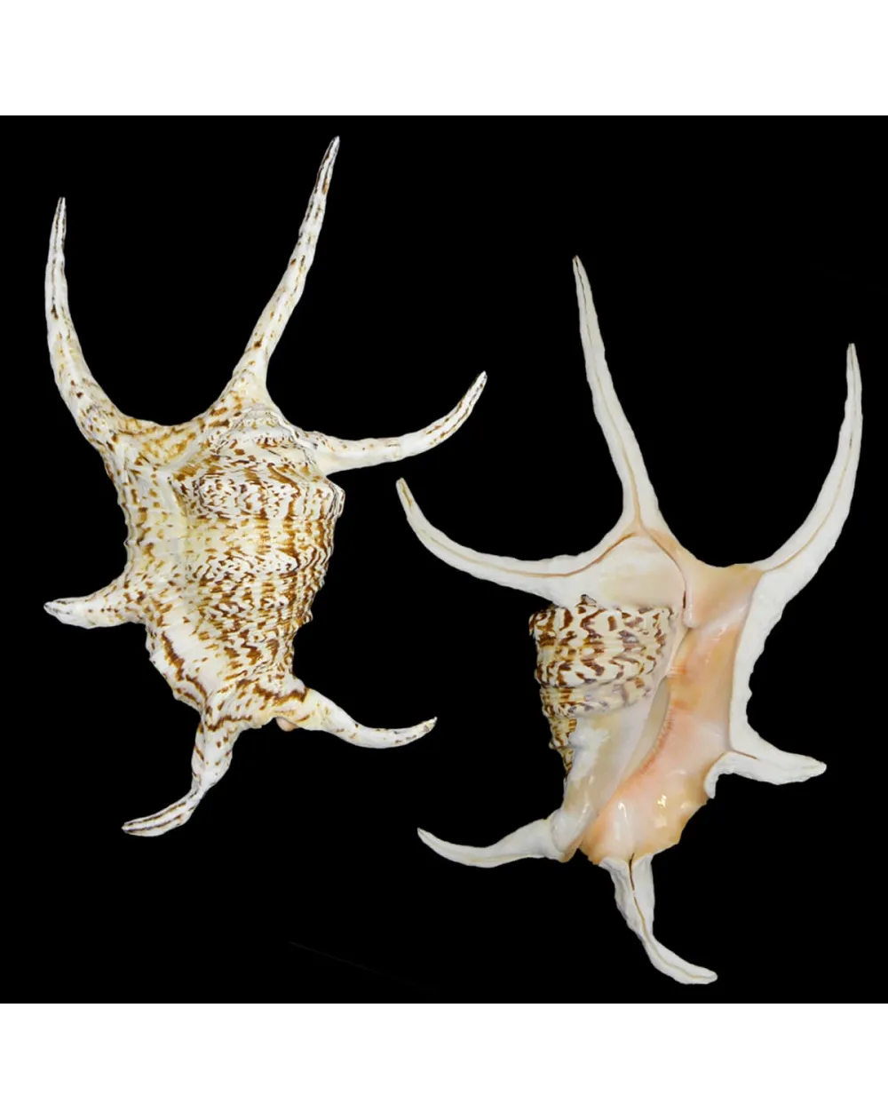 Harpago Chiragra