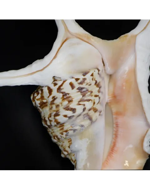Harpago Chiragra