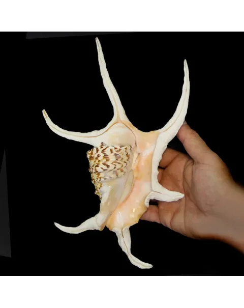 Harpago Chiragra