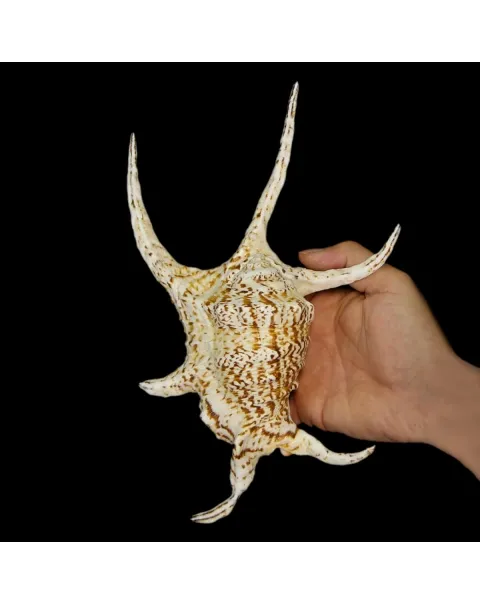 Harpago Chiragra
