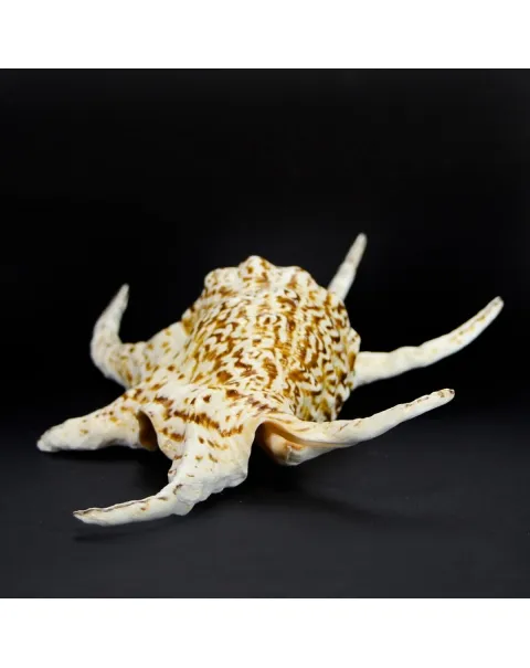 Harpago Chiragra