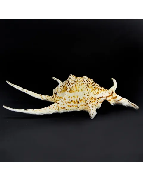 Harpago Chiragra