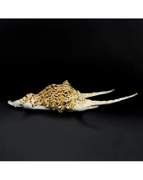 Harpago Chiragra