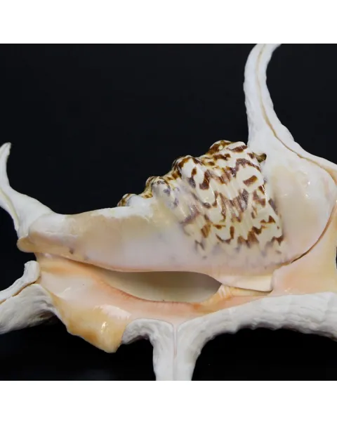 Harpago Chiragra