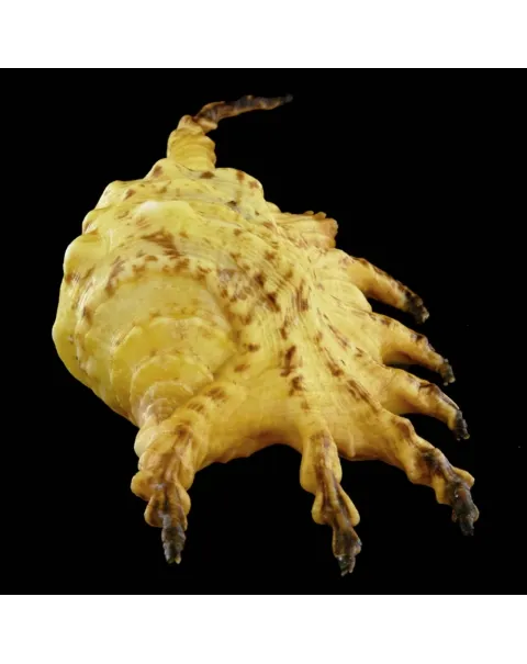 Lambis Scorpius Indomaris