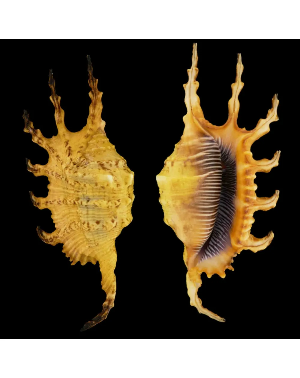 Lambis Scorpius Indomaris