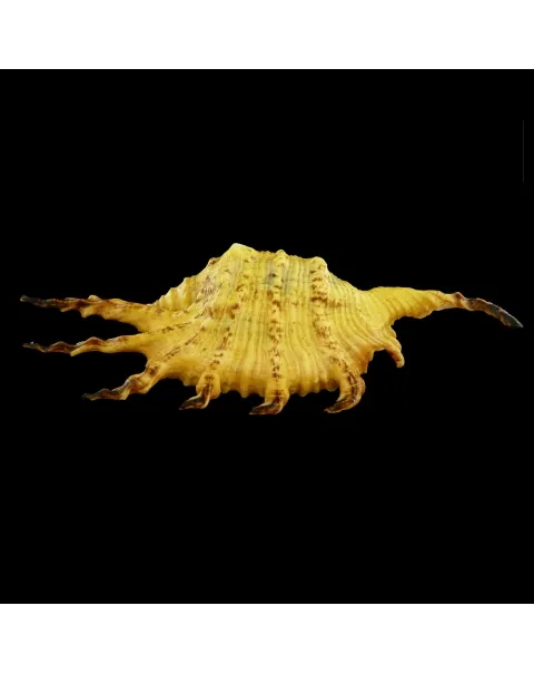 Lambis Scorpius Indomaris