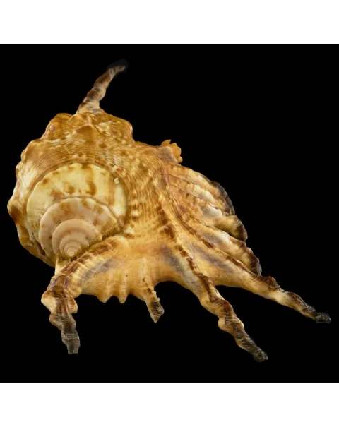 Lambis Scorpius Indomaris