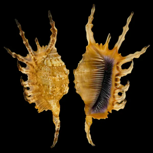 Lambis Scorpius Indomaris
