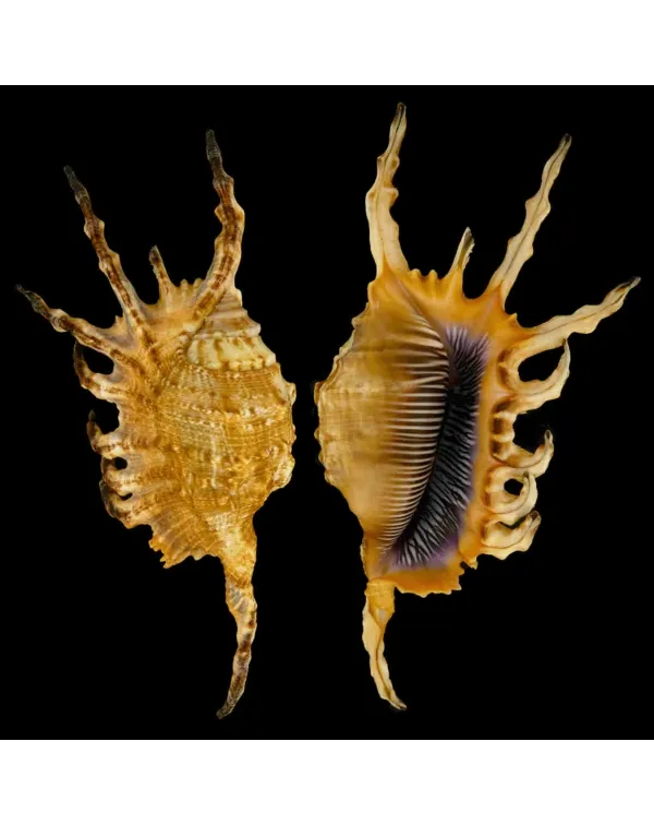 Lambis Scorpius Indomaris