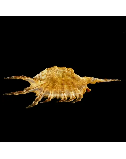 Lambis Scorpius Indomaris