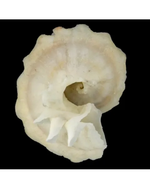 Latiaxis Mawae