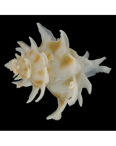 Babelomurex Spinosus