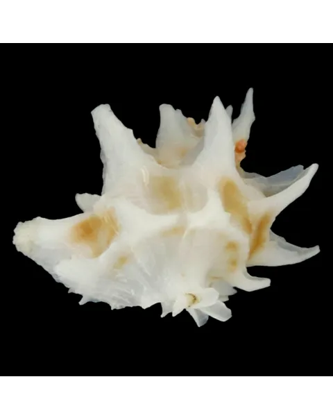 Babelomurex Spinosus