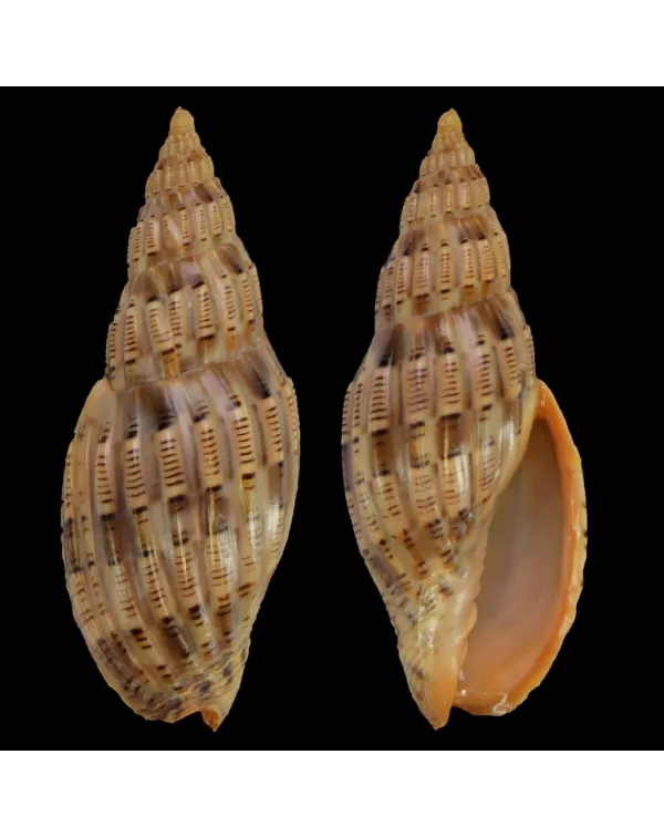 Lyria Lyraeformis