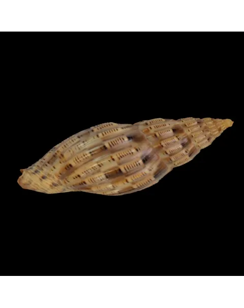 Lyria Lyraeformis
