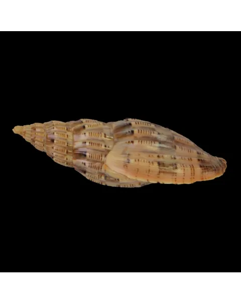 Lyria Lyraeformis