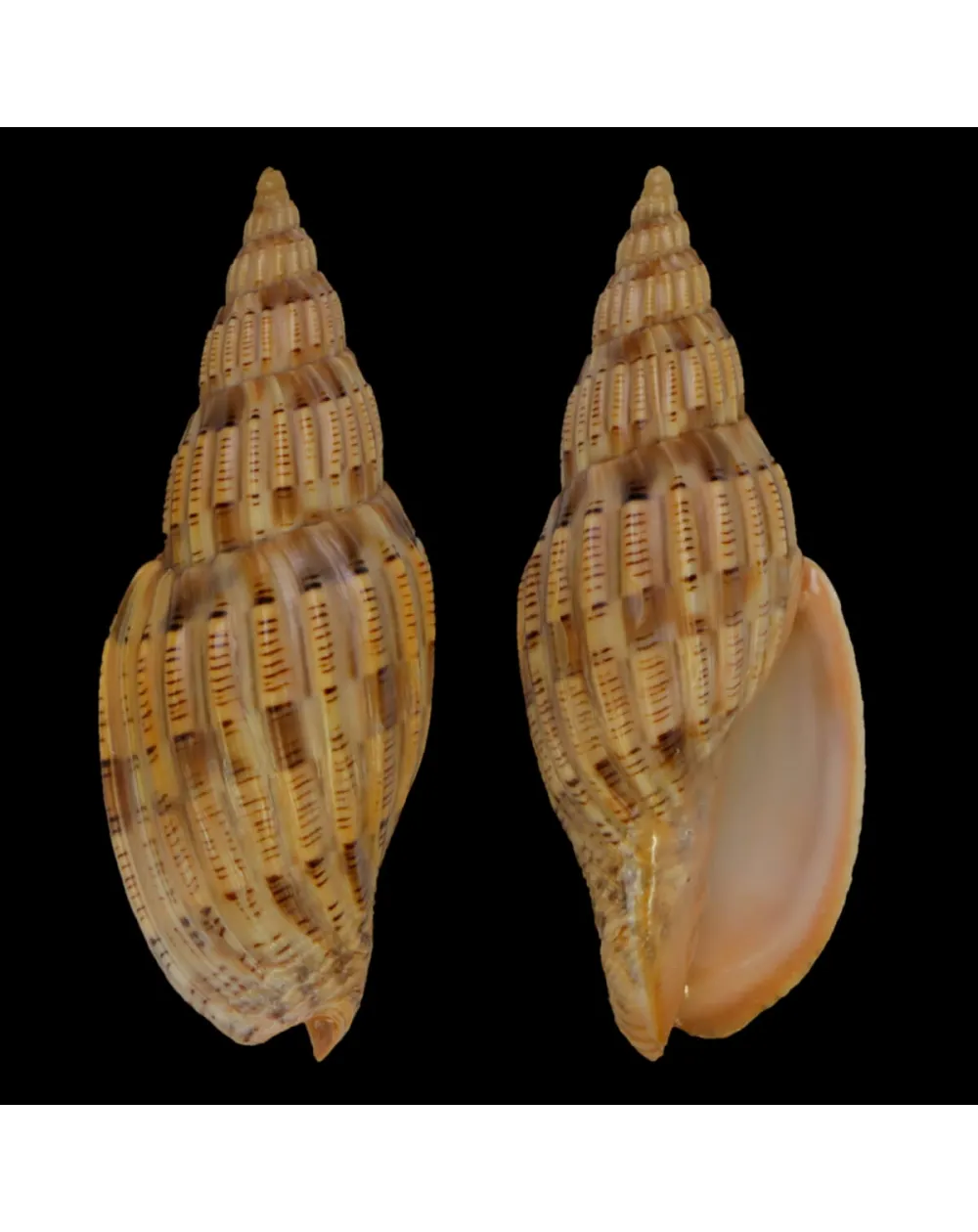 Lyria Lyraeformis
