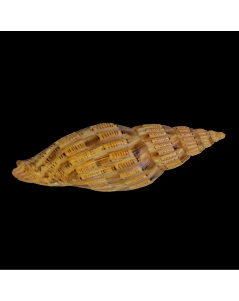 Lyria Lyraeformis