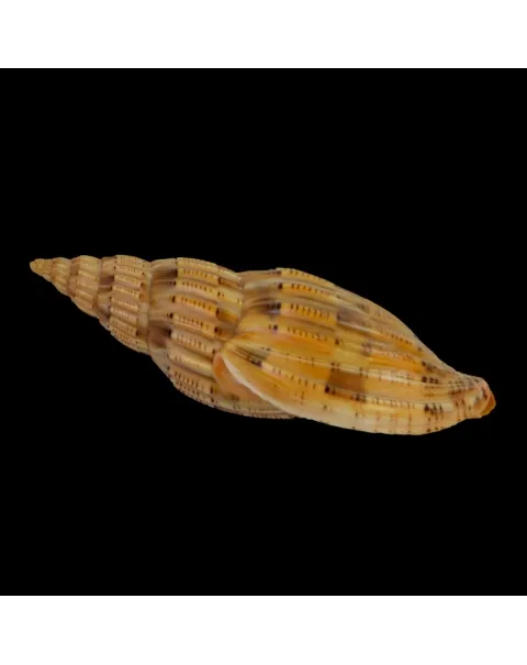 Lyria Lyraeformis