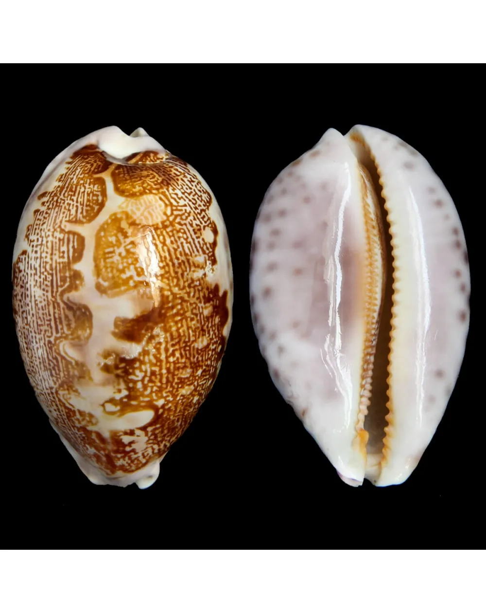 Leporicypraea Mappa Subsignata