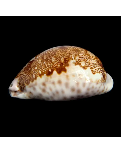 Leporicypraea Mappa Subsignata