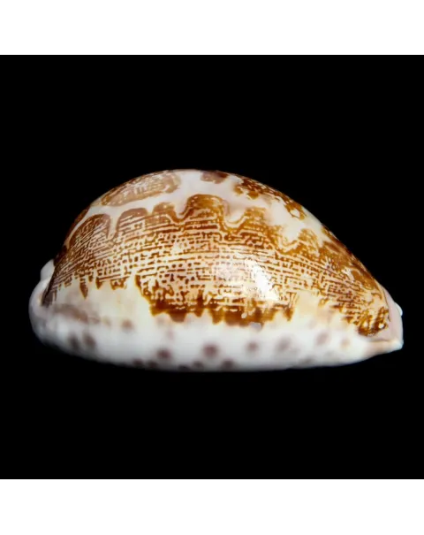 Leporicypraea Mappa Subsignata