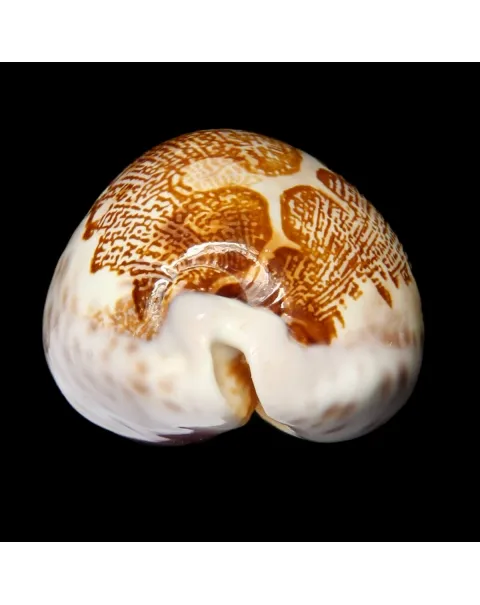 Leporicypraea Mappa Subsignata