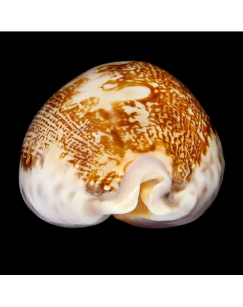 Leporicypraea Mappa Subsignata