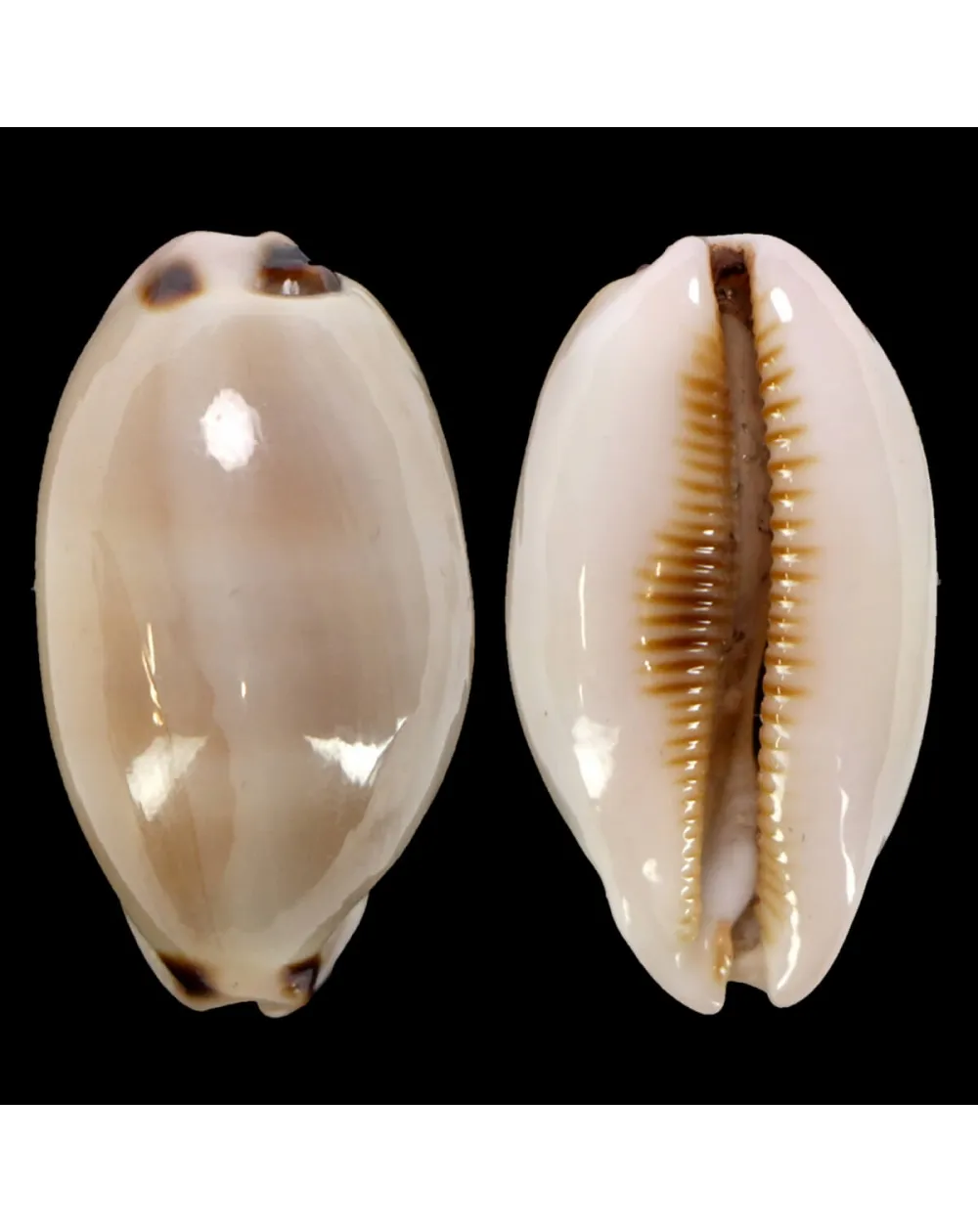 Luria Pulchra