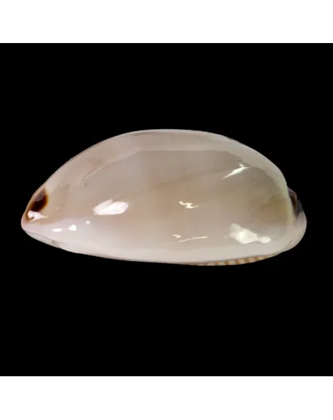 Luria Pulchra