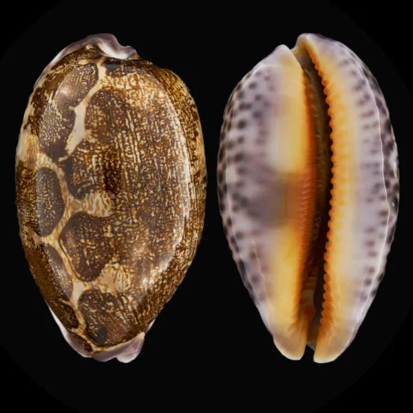Leporicypraea Mappa Rosea Ultraviola