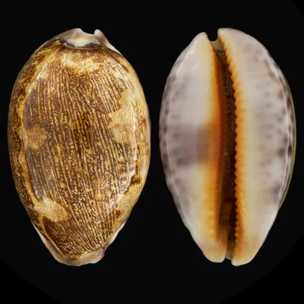 Leporicypraea Mappa Rosea Ultraviola