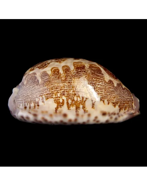 Leporicypraea Rosea Ultraviola